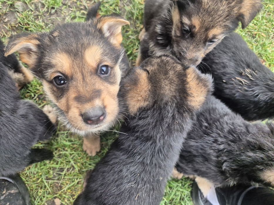 Catelusi ciobănești germani.