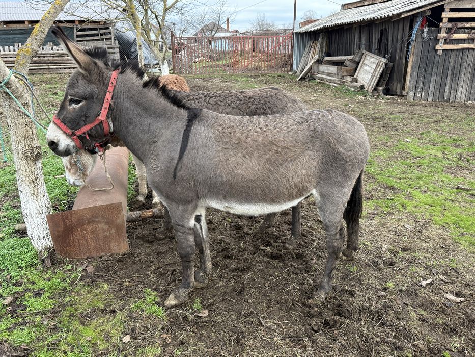 Vând 1 Măgăriță gestantă și un Armăsar