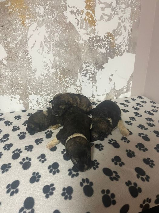 Cățeluși de vânzare adopție