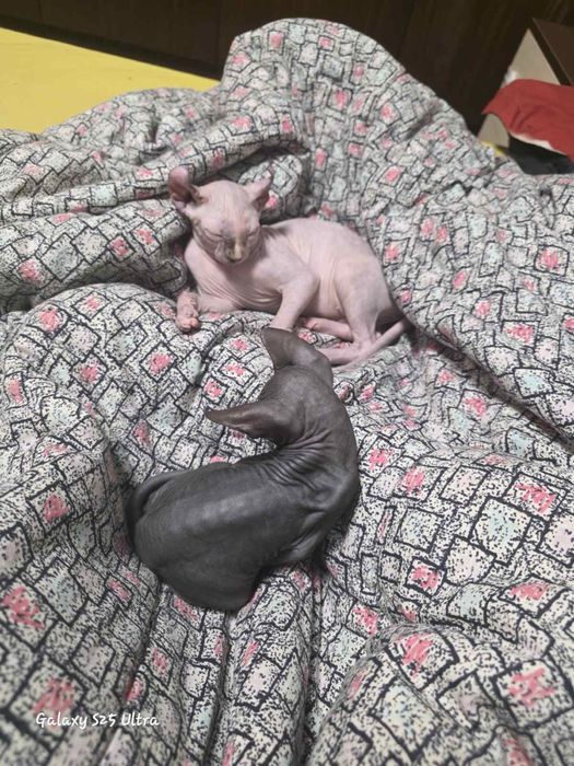 Канадски сфинкс и едно ЕЛФ