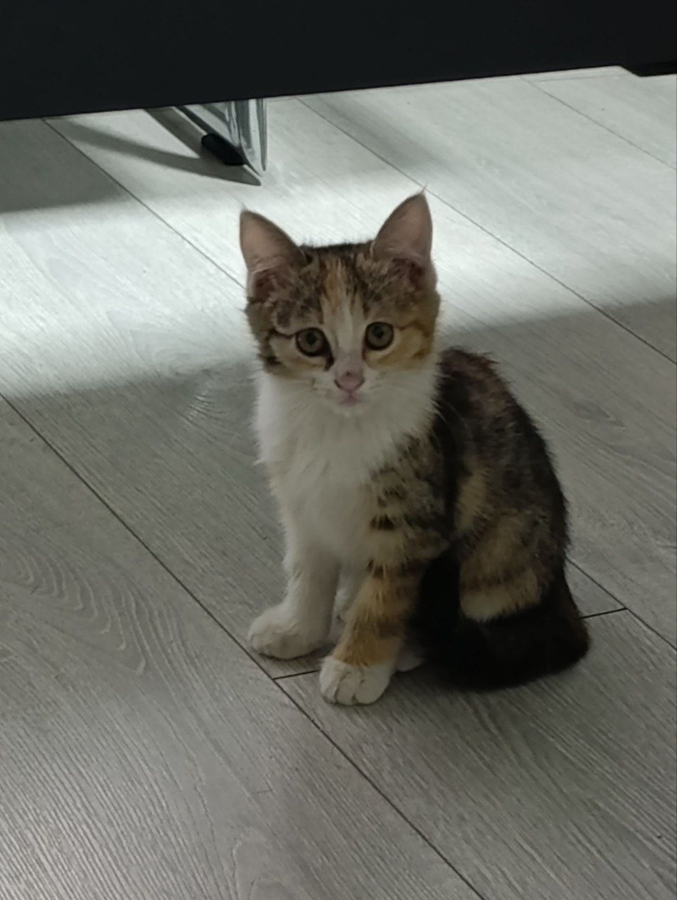 Пристаиваются котята