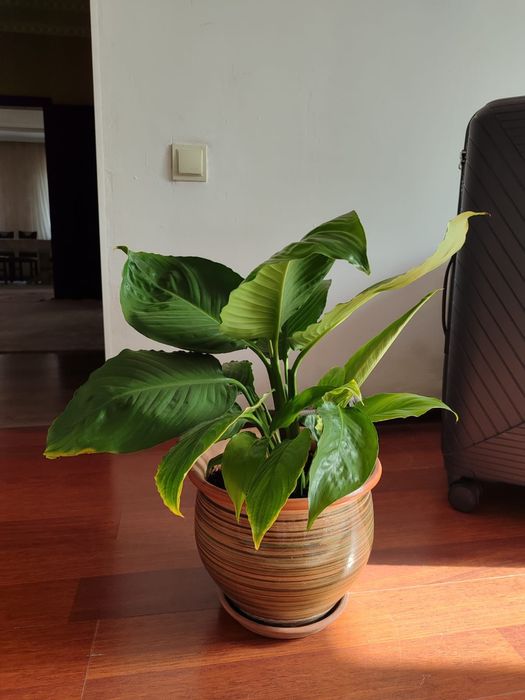 Красивые комнатные цветы