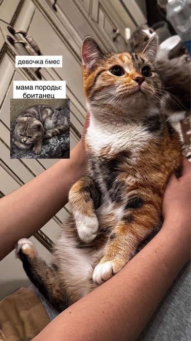 Отдам котят, 6 мес. Мама британка. Не стерилизованные. Активные.