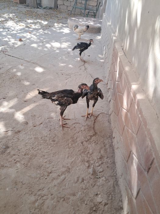 Qora shah‘zoda dakan Adler serenristi 8 oylik jujalar tuxumda