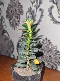 Растения комнатные, Honaki gullar, Скидка