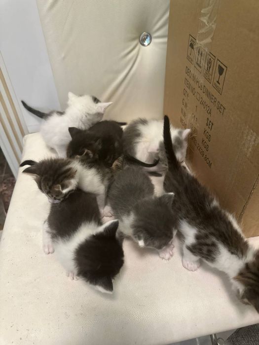 Mushuk bolalari xadiyaga