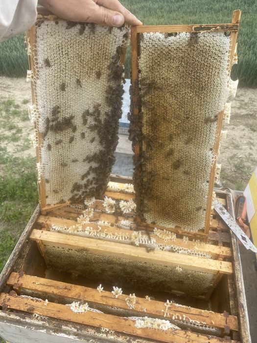 Miere poliflora en-gros