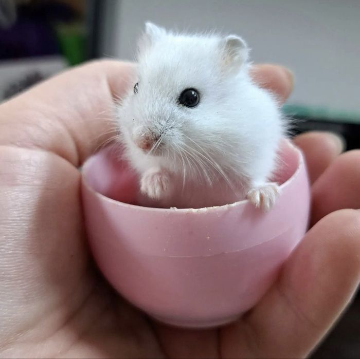 Джунгарики. Хомячки