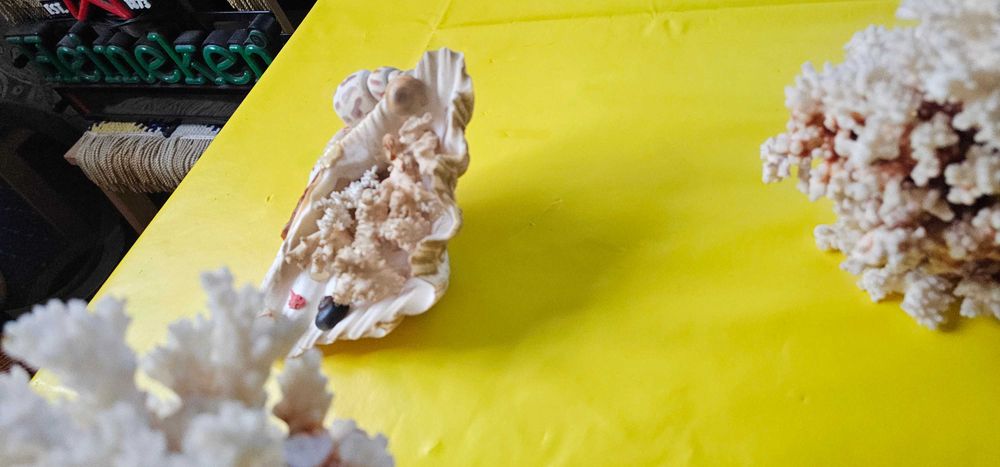 decoratiune acvariu terariu coral scoici decorative