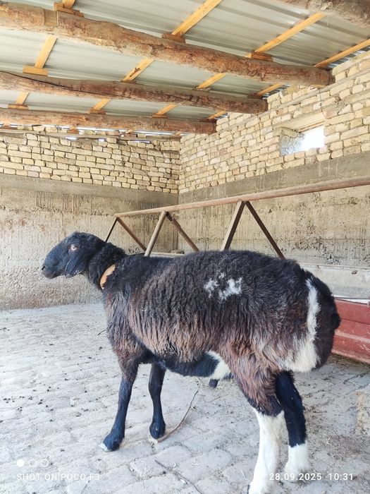 Qo'chqor sotiladi  toza qazoqi zotli