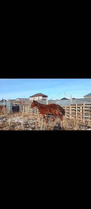 Ірі ұрғашы тай сатамын Астанада