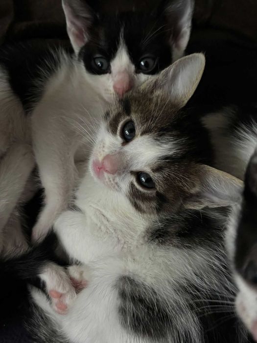 Ofer spre adopție 4 pui de pisică – 4 săptămâni, albi cu negru