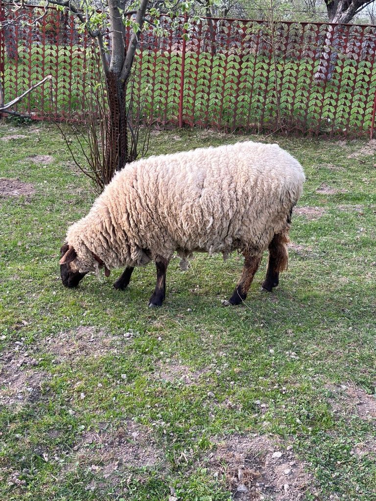 Vând berbec și oi suffolk Lerești Arges