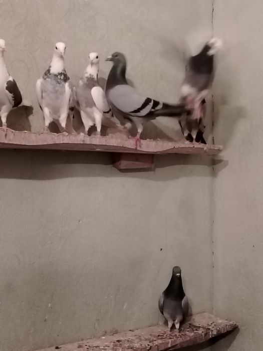 Продавам английски Типлери 11 броя