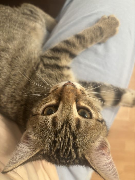 Отдам котенка в добрые руки.