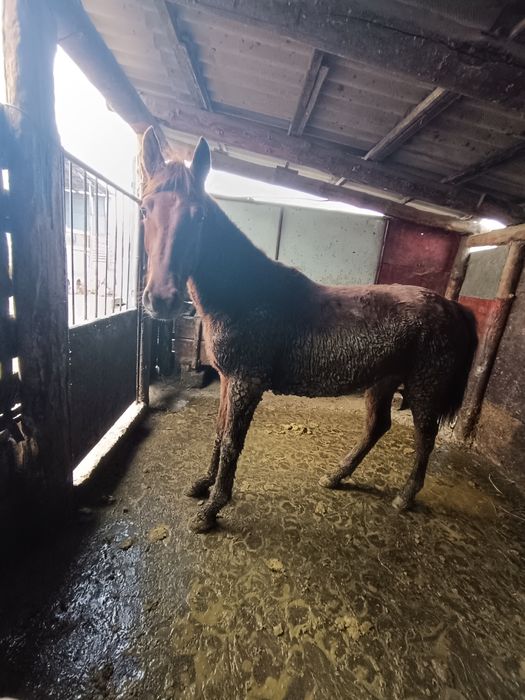 Байтал сатылады тукымга