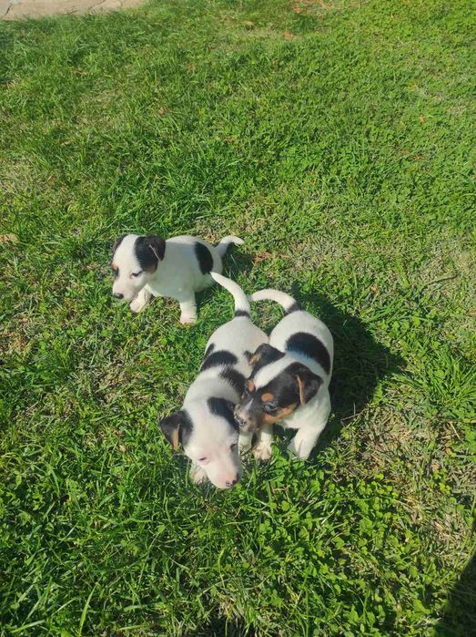 Джак ръсел териери