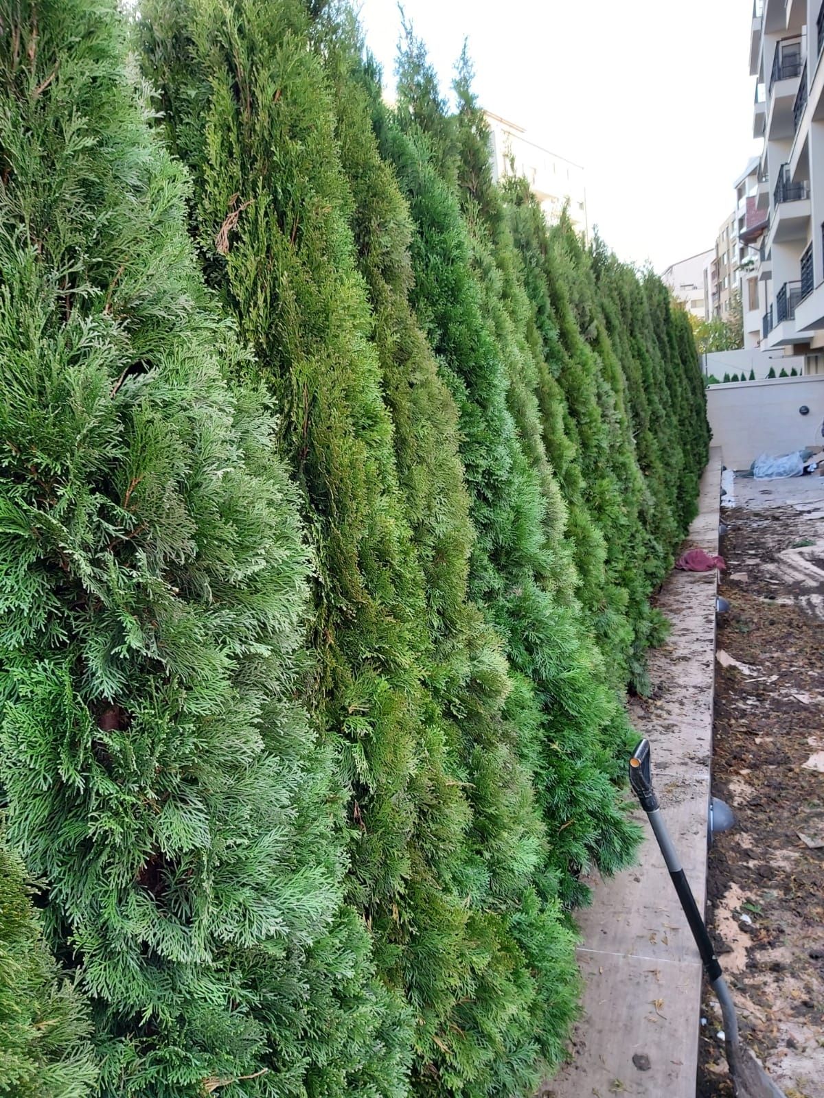 Va oferim o gama foarte mare de plante ornamentale prețuri accesibile