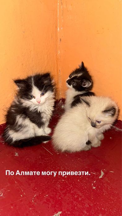 Котенок бесплатно