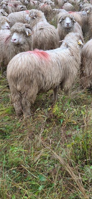 Miei buni de vanzare