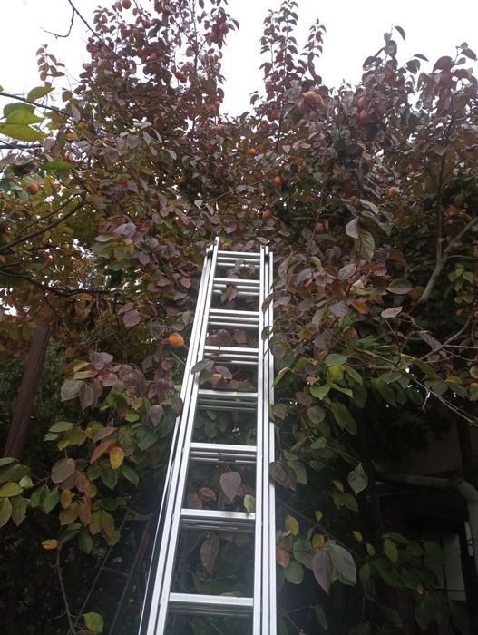 Райска ябълка екологично чиста без никакви пръскания