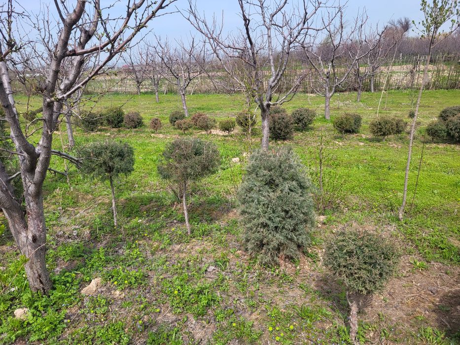 Кошет сатылады  ёлки сатылады