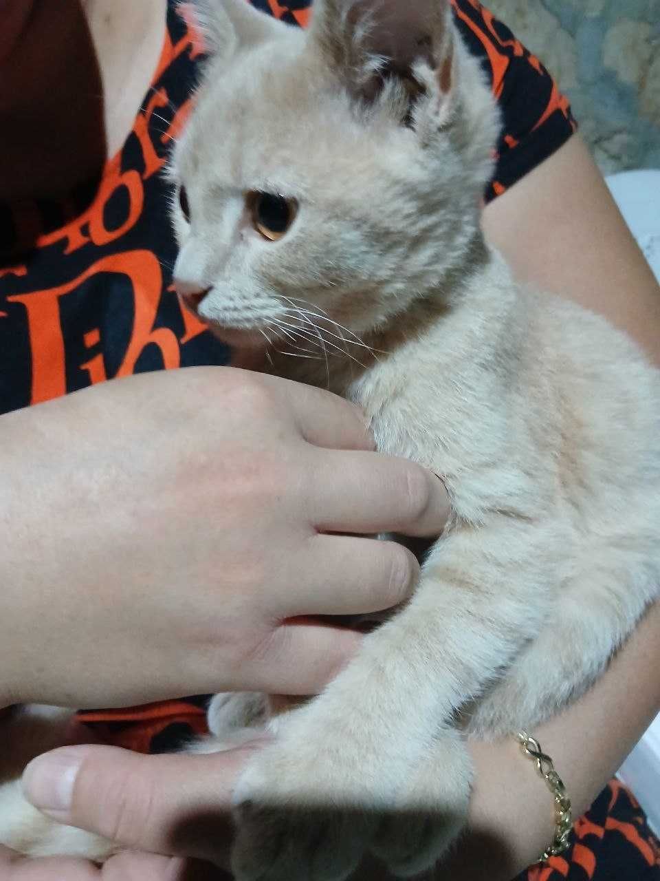 Кошка очень игрывая