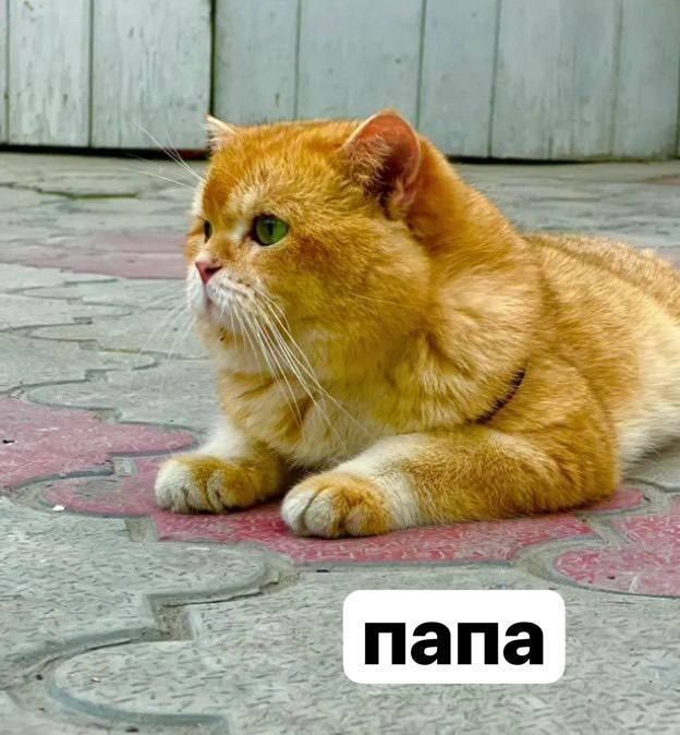 KOBBI britanlarga bron ochamiz