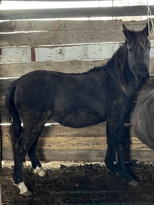 Тай сатылады срочно