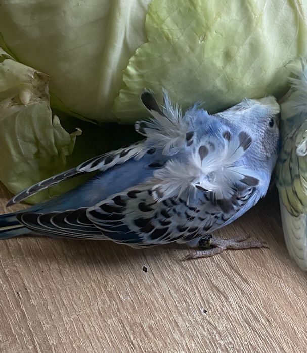 Perus pui, hagoromo , albastru