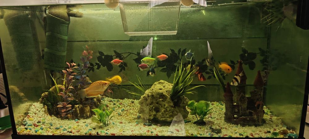 Acvariu 120 l complet