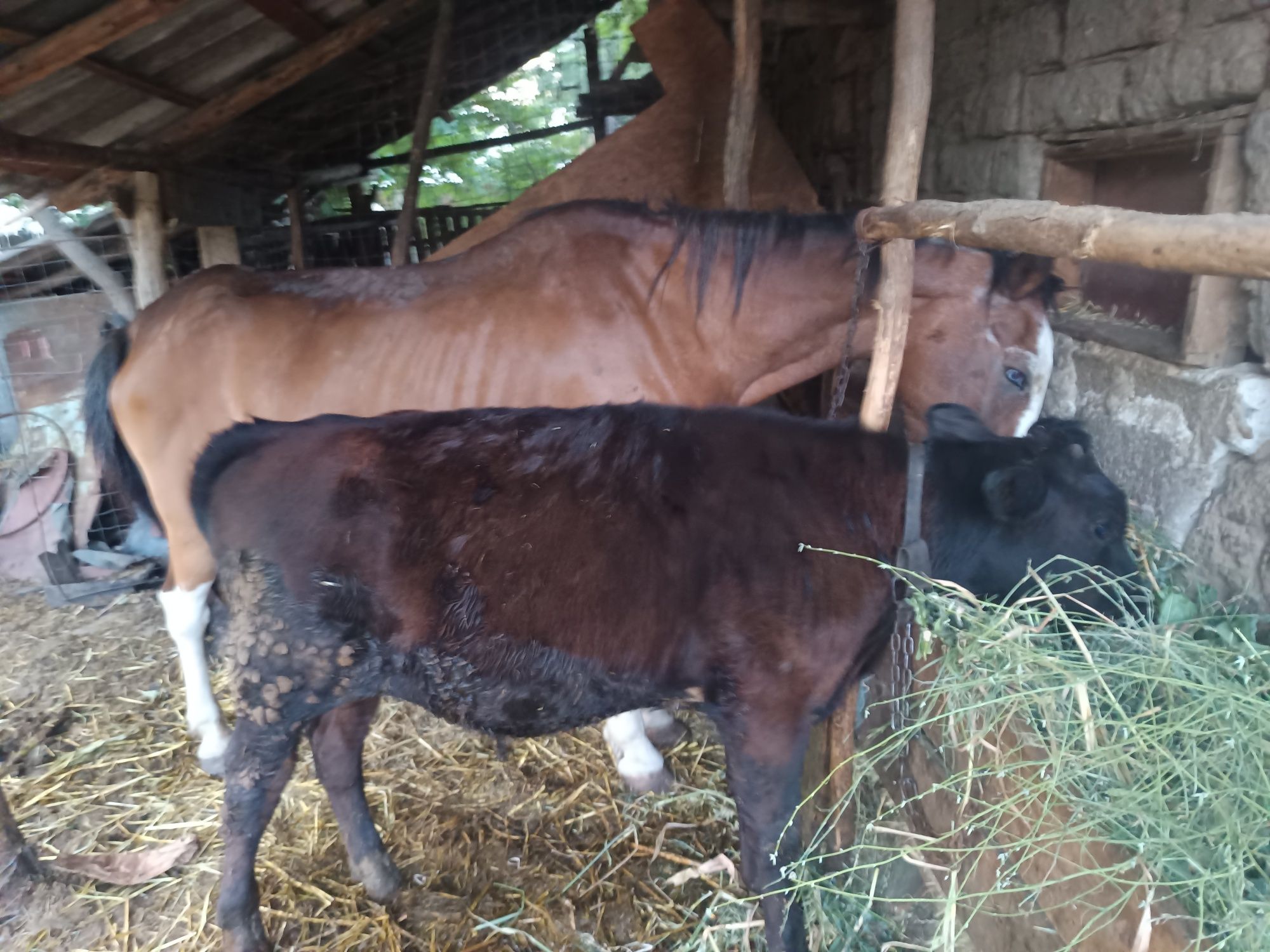 Vând vacă cu vițel de 6 luni