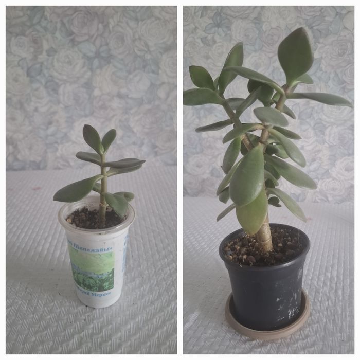 Продам денежное дерево