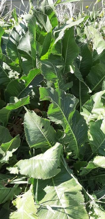 Хрен свежий из огорода