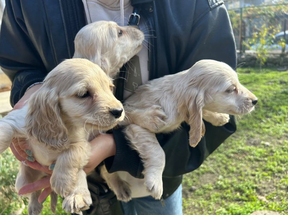 Кокер шпаньол бебета