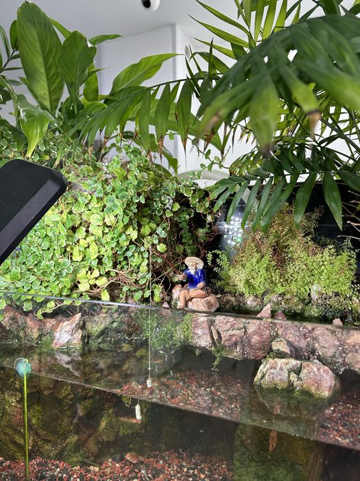 Продаю полидариум