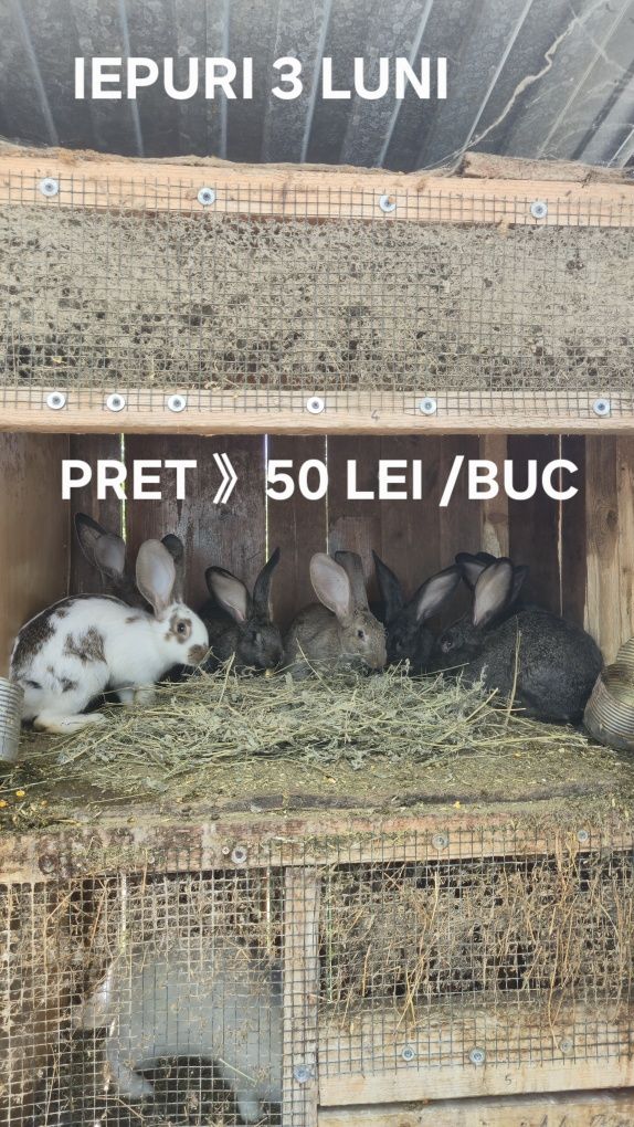 Iepuri Soi Mare Arad