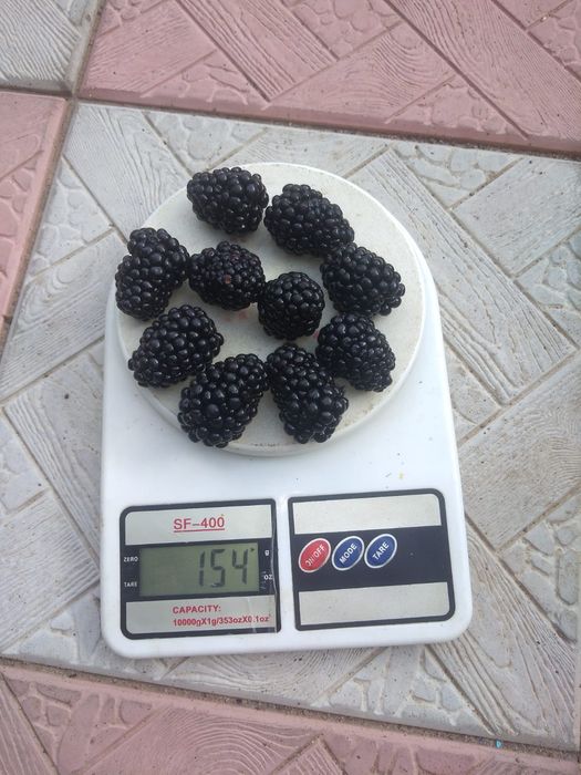 Саженцы ежевики крупной