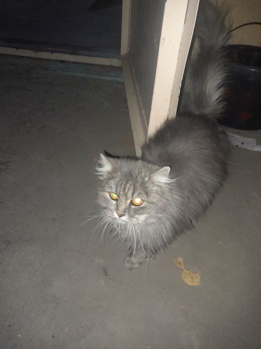 Ищем хозяев кошки...