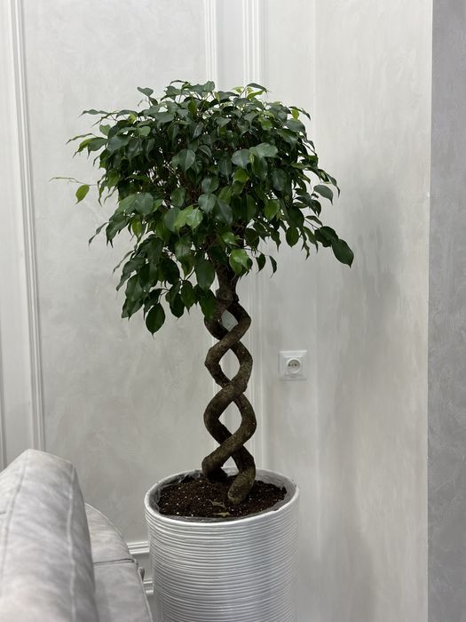 Растения для офисов и ресторанов от поставщиков