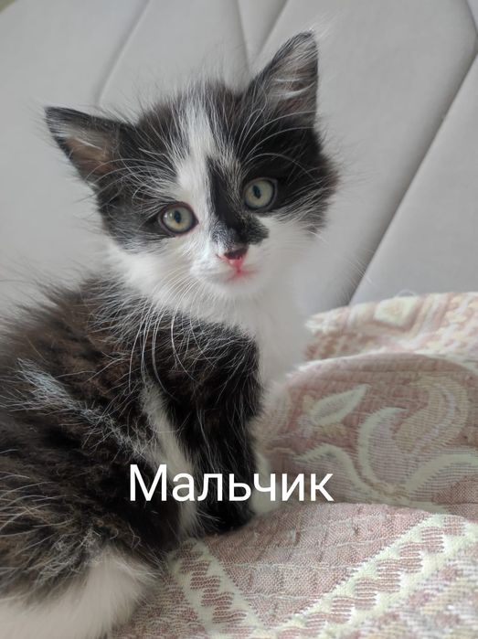 Малыши котята ищут дом!