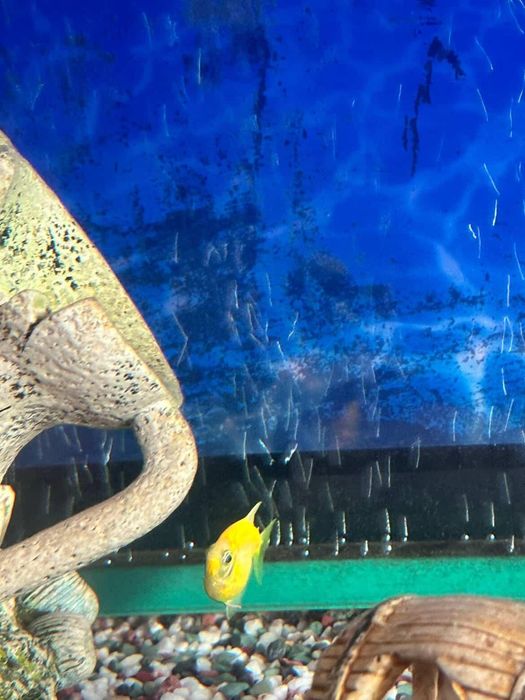 Аквариум с рыбками