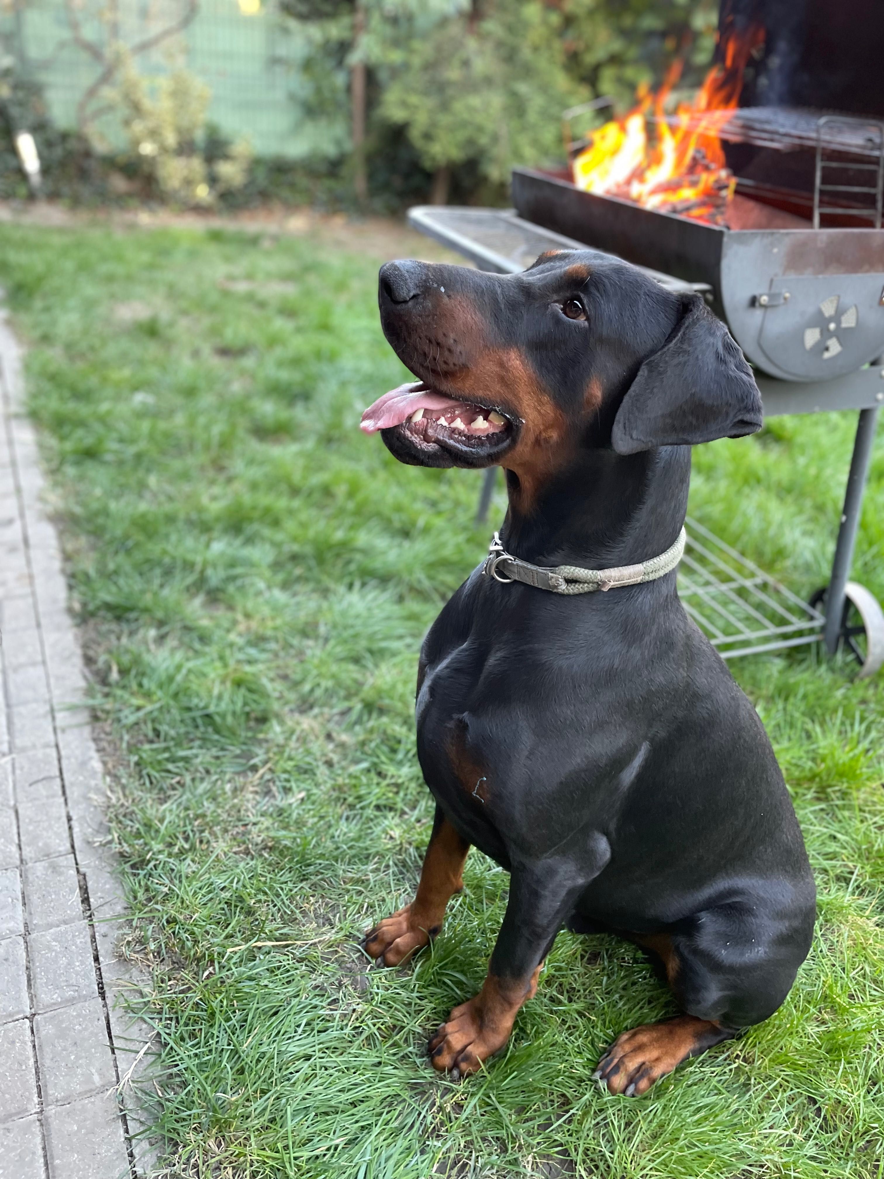 Ofer gratuit spre adopție Doberman