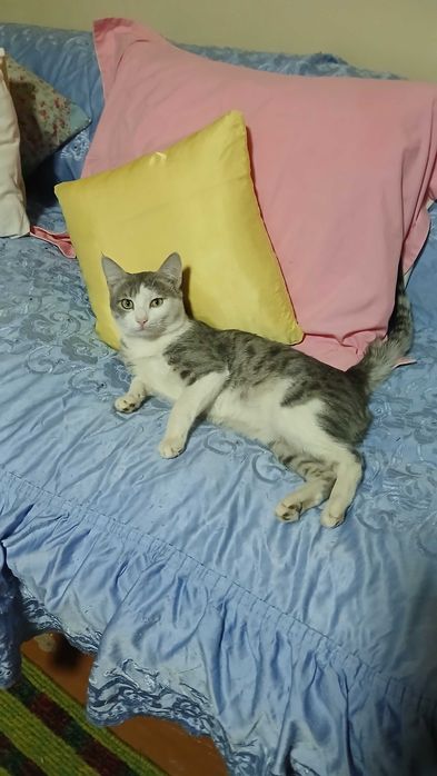 Котенок бесплатно мальчики