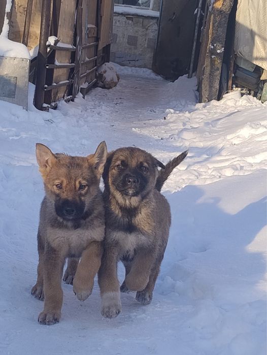 Отдам щенков в добрые руки