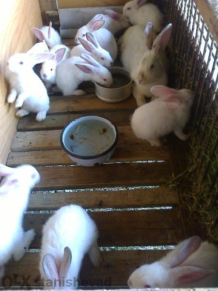 Продавам зайци от различни породи
