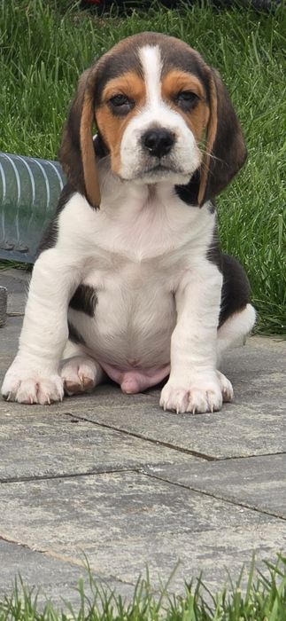 Pui Beagle tricolor
