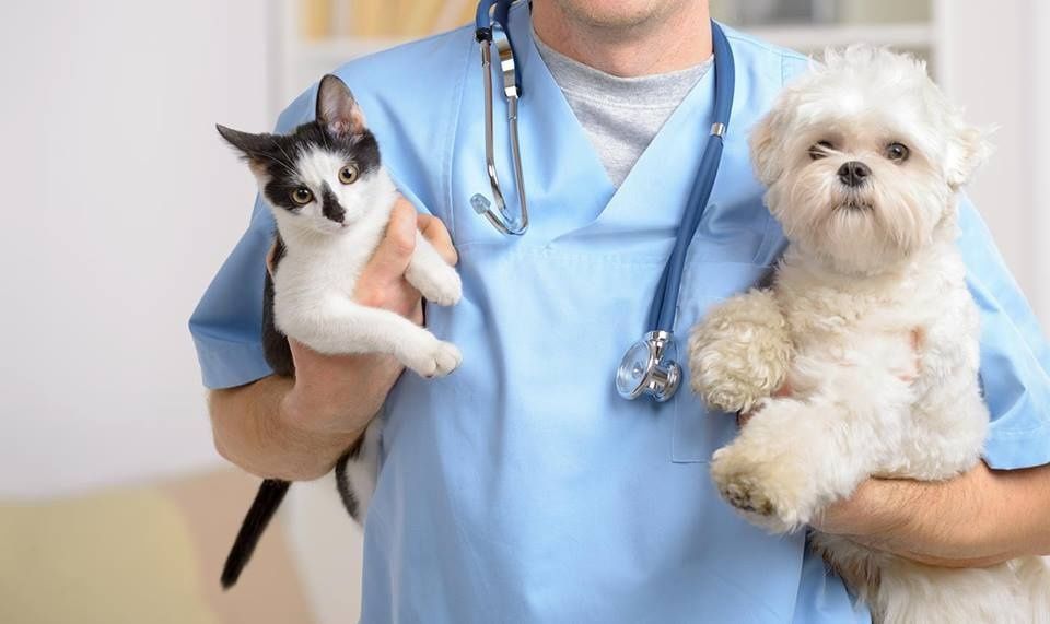 Veterinariya xizmati 24/7
