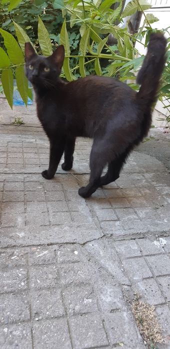 Мила и гушкаща  женска черна котка!