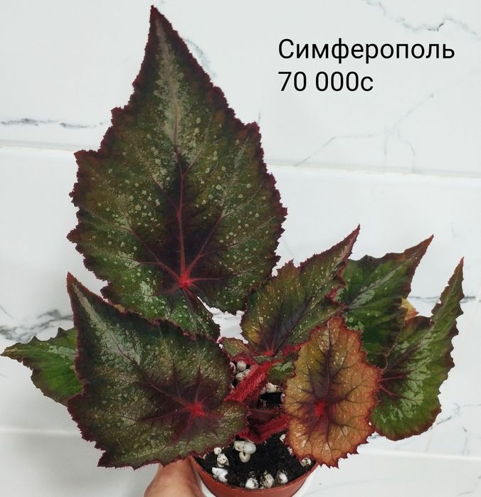 Бегонии сортовые.